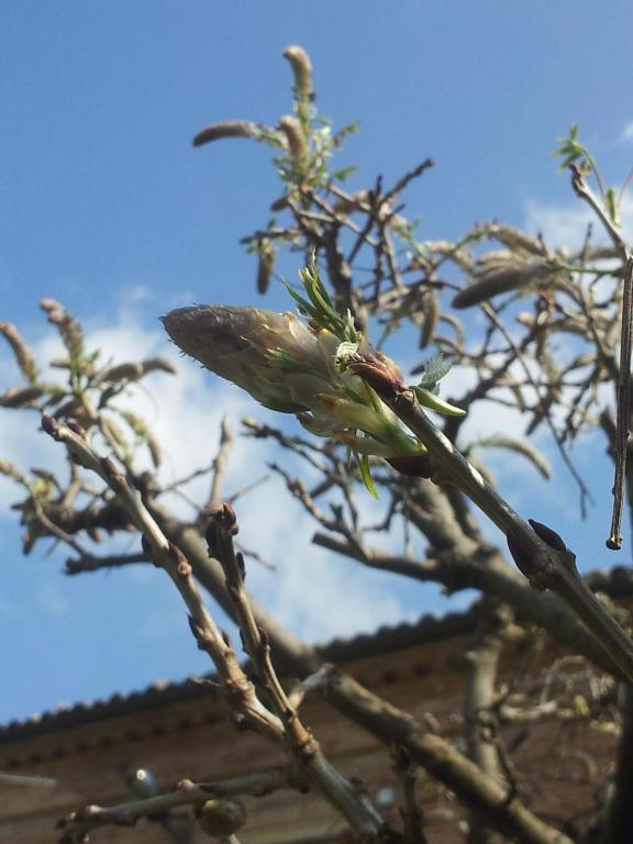 Villa Dei Tigli Fabriano Esterno foto